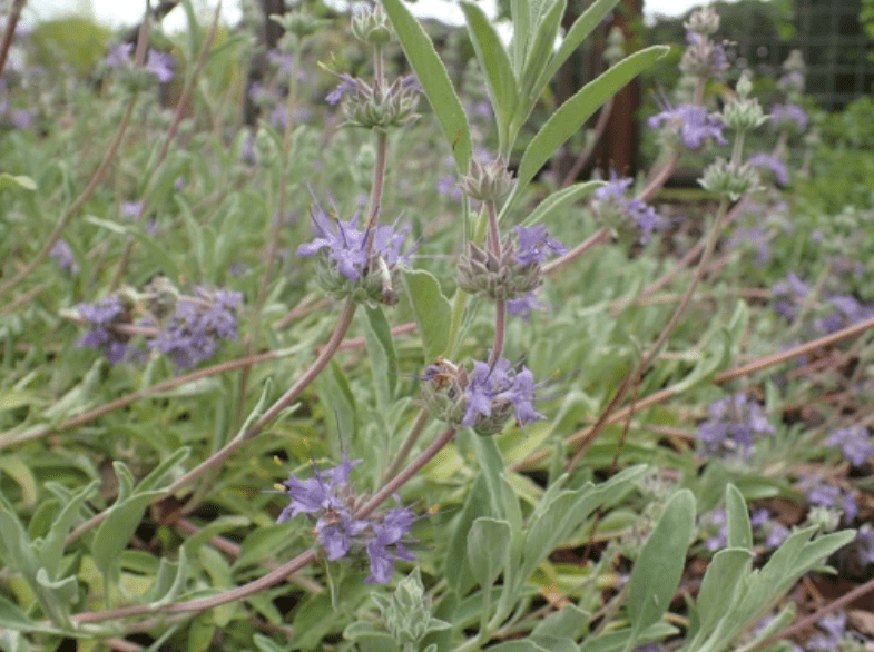 Des images de diffrentes plantes